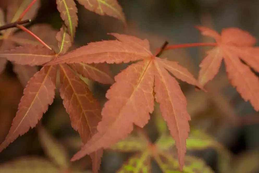 Acer palmatum 'Atropurpureum' (Japanse esdoorn 'Atropurpureum')