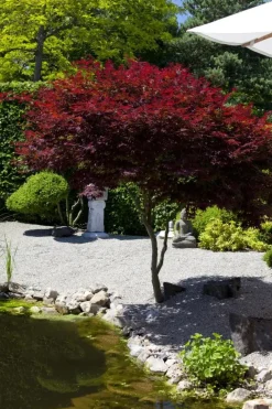 Acer palmatum 'Atropurpureum' (Japanse esdoorn 'Atropurpureum')