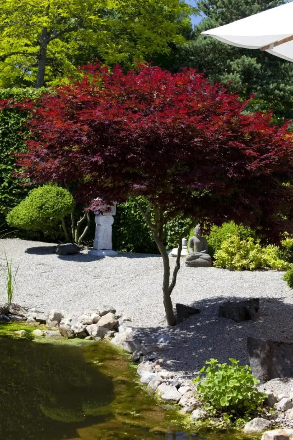 Acer palmatum 'Atropurpureum' (Japanse esdoorn 'Atropurpureum')