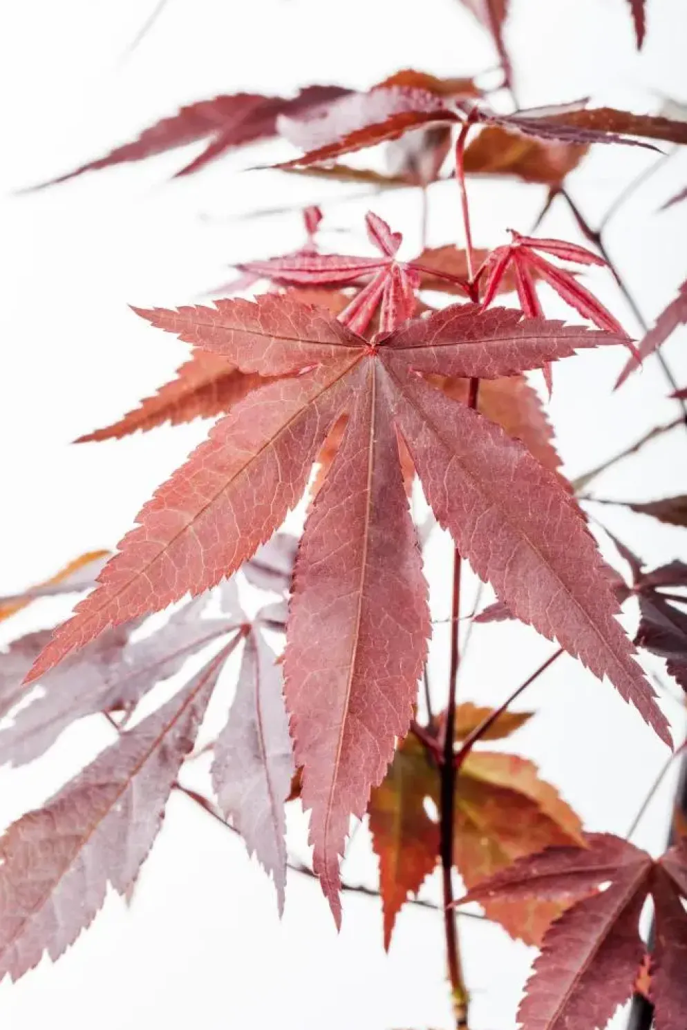Acer palmatum 'Atropurpureum' (Japanse esdoorn 'Atropurpureum')