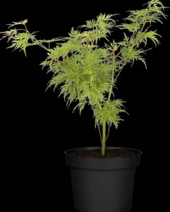 Acer palmatum 'Dissectum Viridis' (Japanse esdoorn 'Dissectum Viridis')