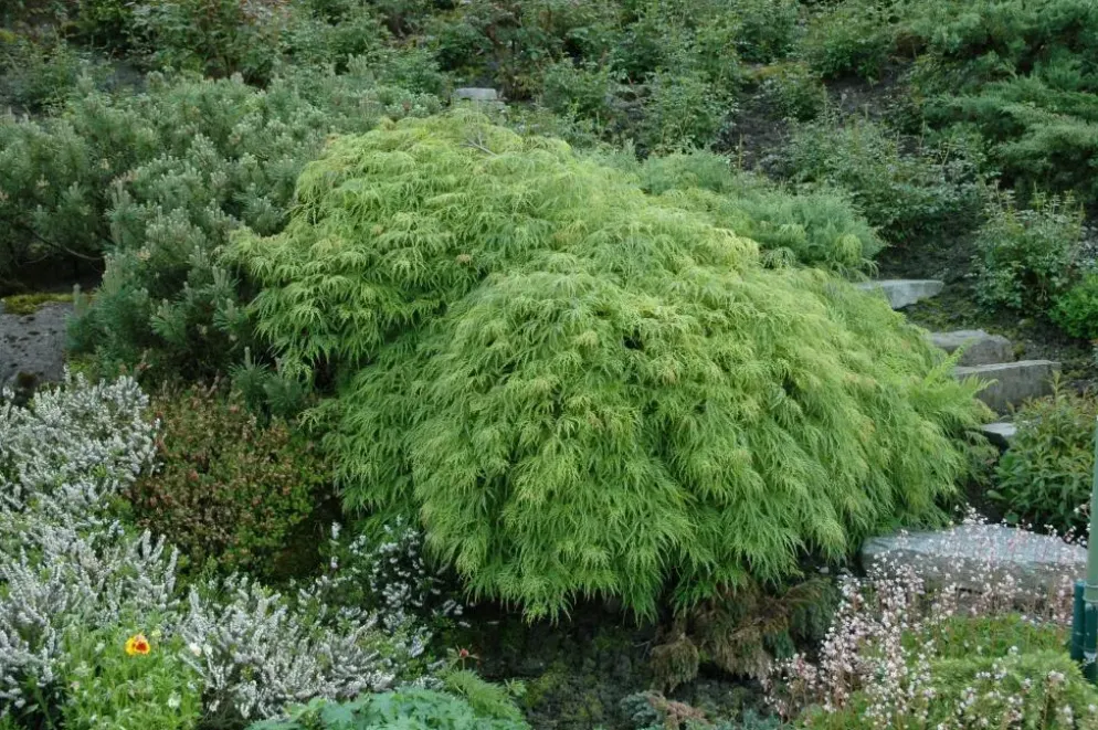 Acer palmatum 'Dissectum Viridis' (Japanse esdoorn 'Dissectum Viridis')