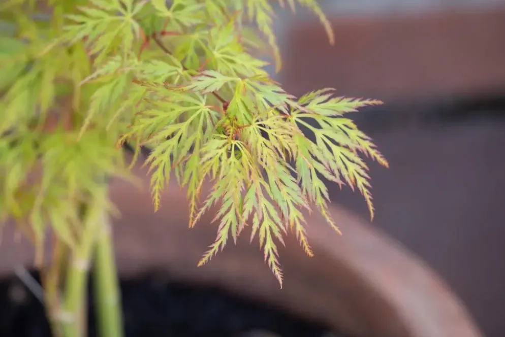 Acer palmatum 'Dissectum Viridis' (Japanse esdoorn 'Dissectum Viridis')