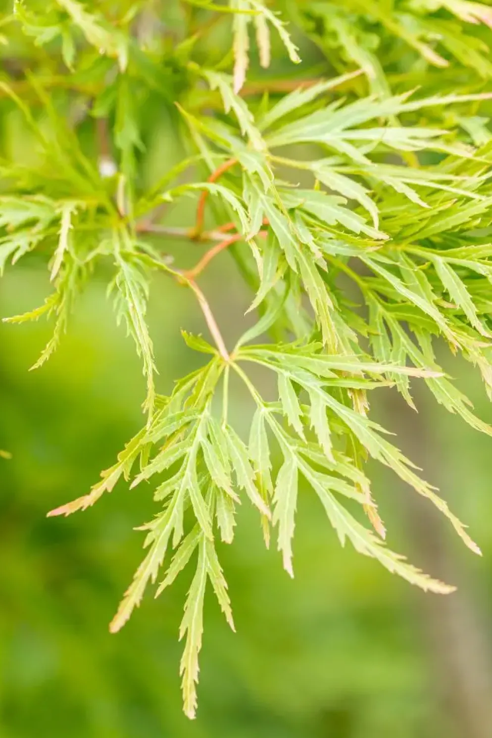 Acer palmatum 'Dissectum Viridis' (Japanse esdoorn 'Dissectum Viridis')