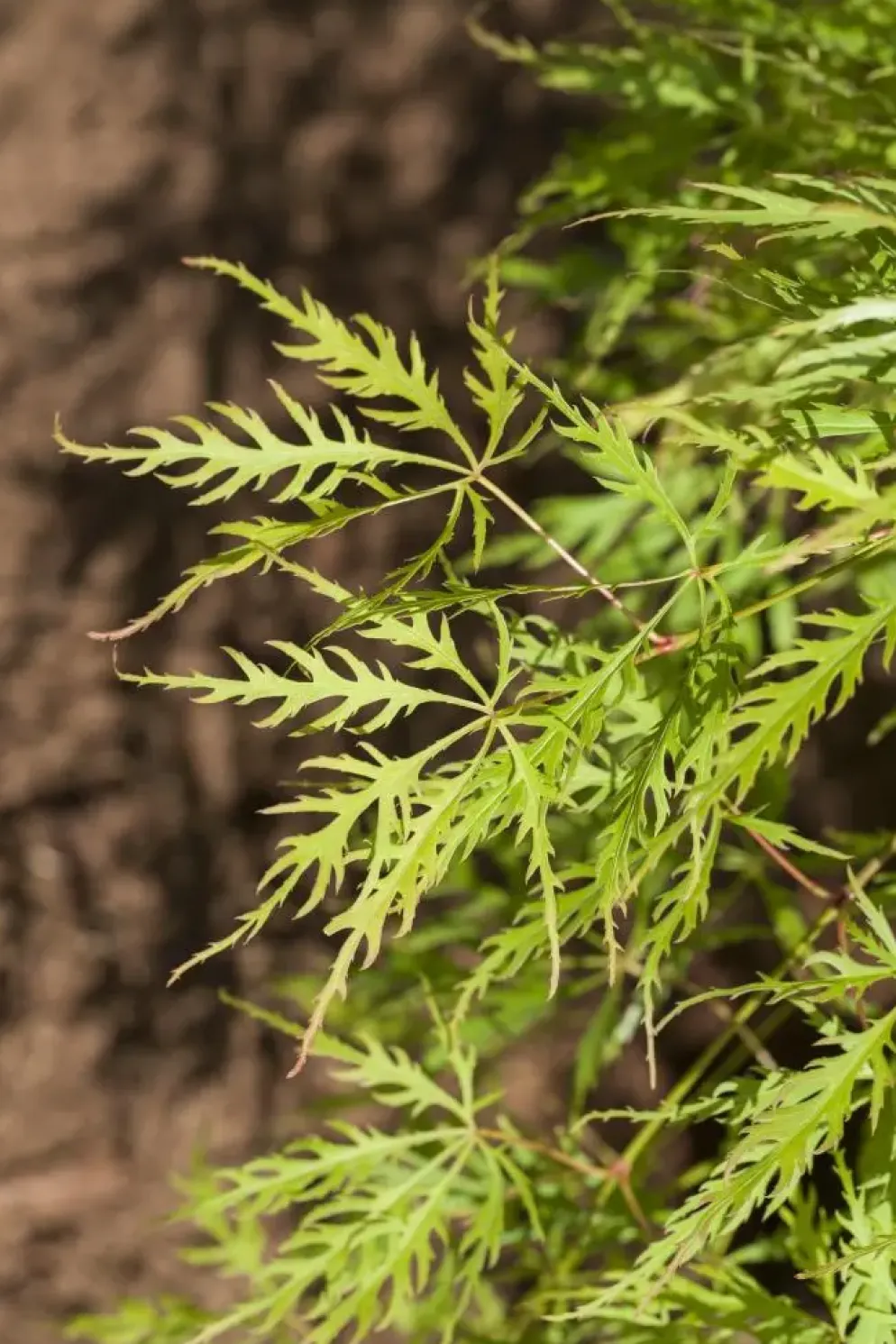 Acer palmatum 'Dissectum Viridis' (Japanse esdoorn 'Dissectum Viridis')
