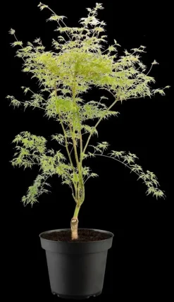 Acer palmatum 'Emerald Lace' (Japanse esdoorn 'Emerald Lace')