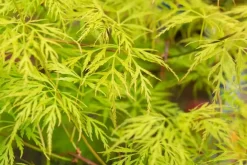 Acer palmatum 'Emerald Lace' (Japanse esdoorn 'Emerald Lace')