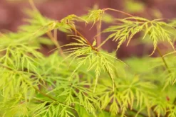 Acer palmatum 'Emerald Lace' (Japanse esdoorn 'Emerald Lace')