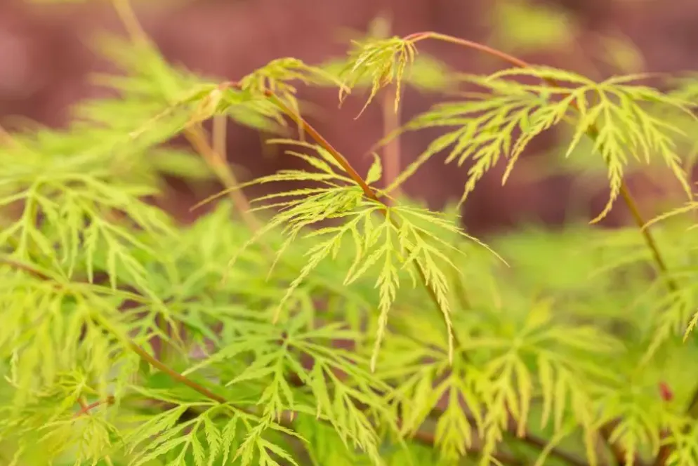 Acer palmatum 'Emerald Lace' (Japanse esdoorn 'Emerald Lace')