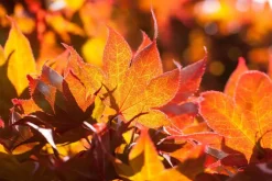 Acer palmatum 'Fireglow' (Japanse esdoorn 'Fireglow')