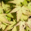 Acer palmatum 'Katsura' (Japanse esdoorn 'Katsura')