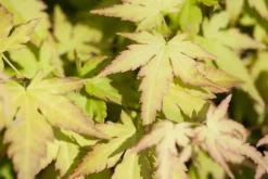Acer palmatum 'Katsura' (Japanse esdoorn 'Katsura')