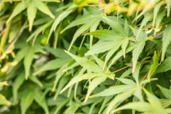 Acer palmatum 'Ryusen' (Japanse esdoorn 'Ryusen')