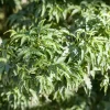 Acer palmatum 'Shishigashira' (Japanse esdoorn 'Shishigashira')