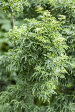 Acer palmatum 'Shishigashira' (Japanse esdoorn 'Shishigashira')