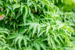 Acer palmatum 'Shishigashira' (Japanse esdoorn 'Shishigashira')