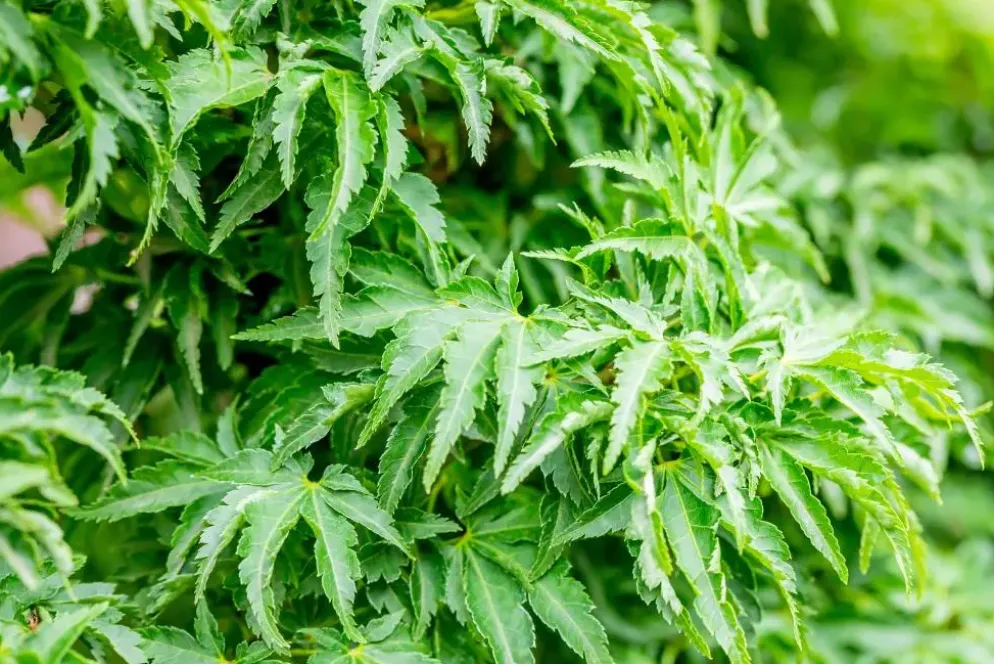Acer palmatum 'Shishigashira' (Japanse esdoorn 'Shishigashira')