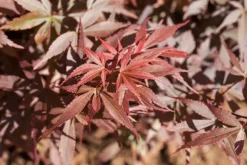 Acer palmatum 'Skeeter´s Broom' (Japanse esdoorn 'Skeeter´s Broom')