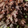 Acer platanoides 'Crimson Sentry' (Noorse esdoorn 'Crimson Sentry')