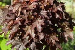 Acer platanoides 'Crimson Sentry' (Noorse esdoorn 'Crimson Sentry')
