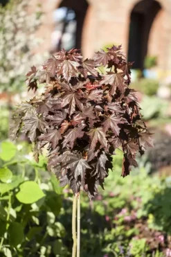 Acer platanoides 'Crimson Sentry' (Noorse esdoorn 'Crimson Sentry')