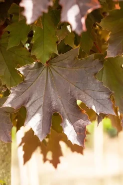 Acer platanoides 'Crimson Sentry' (Noorse esdoorn 'Crimson Sentry')
