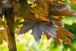 Acer platanoides 'Crimson Sentry' (Noorse esdoorn 'Crimson Sentry')