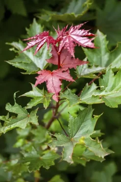 Acer platanoides 'Crimson Sentry' (Noorse esdoorn 'Crimson Sentry')