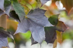Acer platanoides 'Crimson Sentry' (Noorse esdoorn 'Crimson Sentry')