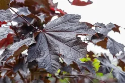 Acer platanoides 'Crimson Sentry' (Noorse esdoorn 'Crimson Sentry')