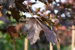 Acer platanoides 'Crimson Sentry' (Noorse esdoorn 'Crimson Sentry')