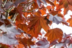 Acer platanoides 'Crimson Sentry' (Noorse esdoorn 'Crimson Sentry')