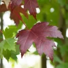 Acer platanoides 'Royal Red' (Noorse esdoorn 'Royal Red')