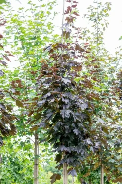 Acer platanoides 'Royal Red' (Noorse esdoorn 'Royal Red')