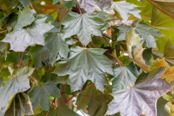 Acer platanoides 'Royal Red' (Noorse esdoorn 'Royal Red')