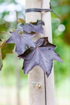 Acer platanoides 'Royal Red' (Noorse esdoorn 'Royal Red')