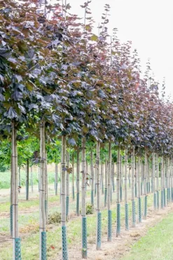 Acer platanoides 'Royal Red' (Noorse esdoorn 'Royal Red')