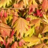Acer shirasawanum 'Moonrise' (Japanse Esdoorn 'Moonrise')