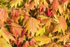 Acer shirasawanum 'Moonrise' (Japanse Esdoorn 'Moonrise')