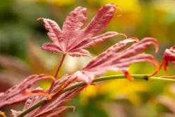 Acer shirasawanum 'Moonrise' (Japanse Esdoorn 'Moonrise')