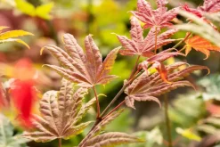 Acer shirasawanum 'Moonrise' (Japanse Esdoorn 'Moonrise')