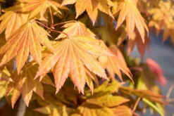 Acer shirasawanum 'Moonrise' (Japanse Esdoorn 'Moonrise')