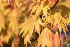 Acer shirasawanum 'Moonrise' (Japanse Esdoorn 'Moonrise')