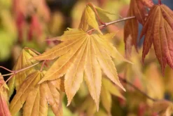 Acer shirasawanum 'Moonrise' (Japanse Esdoorn 'Moonrise')
