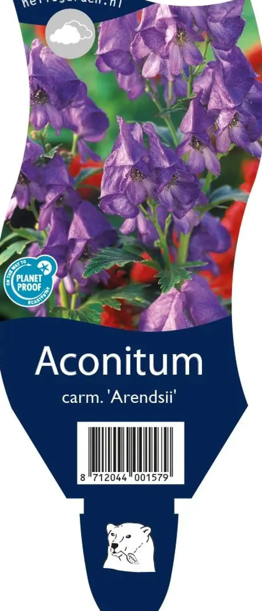 Aconitum carmichaelii 'Arendsii' (Monnikskap)