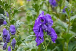 Aconitum carmichaelii 'Arendsii' (Monnikskap)