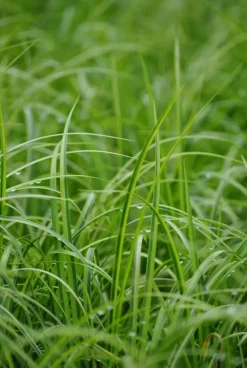 Acorus gramineus 'Ogon' (Kalmoes 'Ogon')