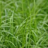 Acorus gramineus 'Ogon' (Kalmoes 'Ogon')