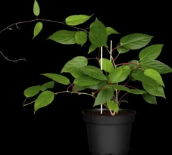 Actinidia arguta 'Ken’s Red' (Rode minikiwi) fruitplant 60cm