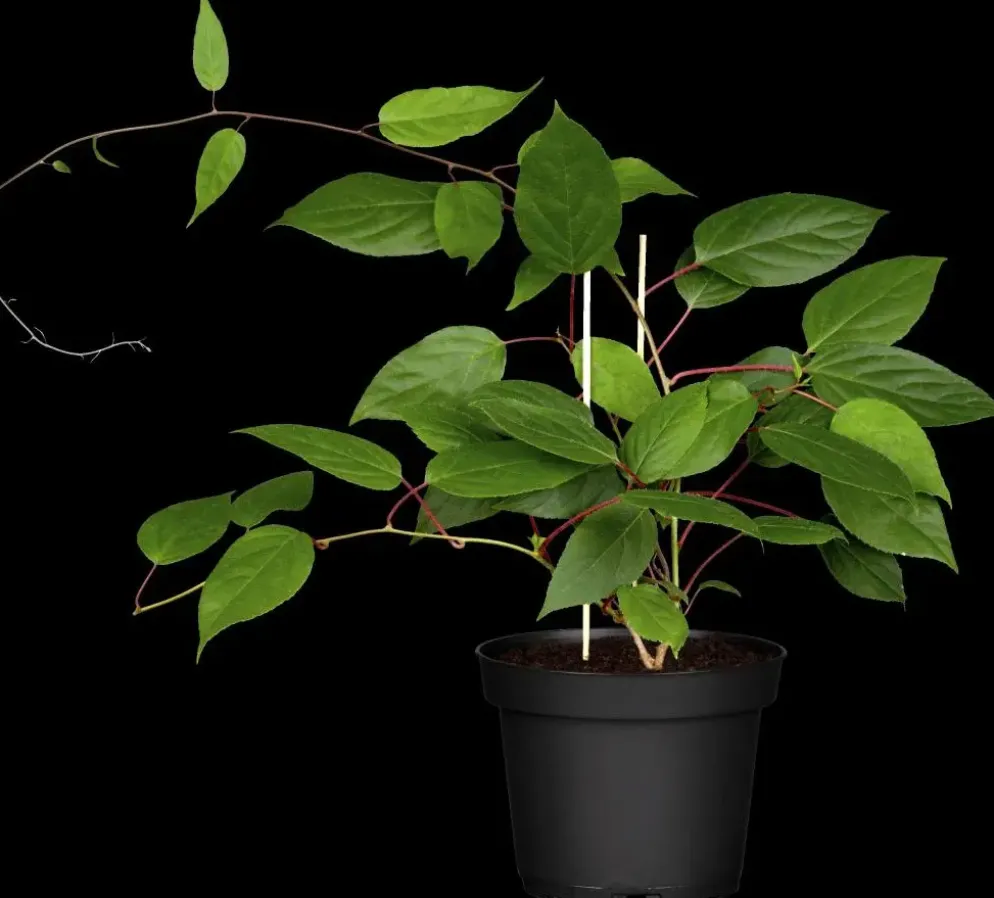 Actinidia arguta 'Ken’s Red' (Rode minikiwi) fruitplant 60cm
